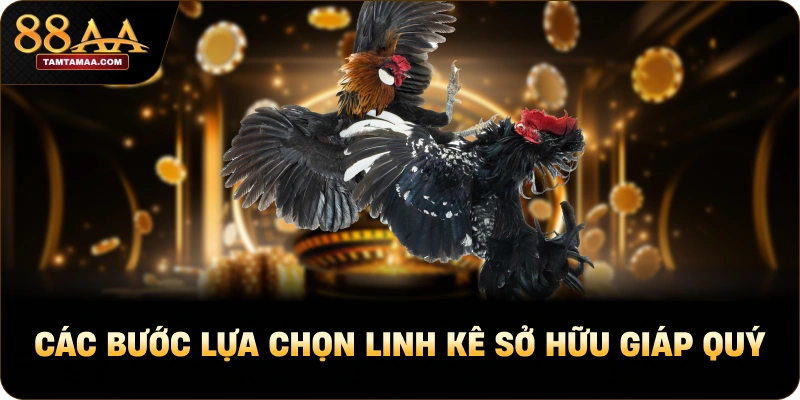 Các bước lựa chọn linh kê sở hữu giáp quý Các bước lựa chọn linh kê sở hữu giáp quý