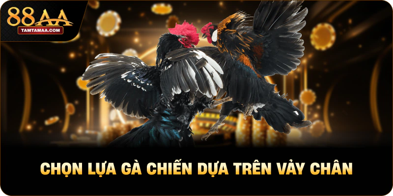 Chọn lựa gà chiến dựa trên vảy chân Chọn lựa gà chiến dựa trên vảy chân